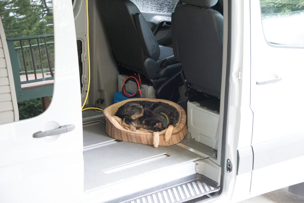 Dog planned on sleeping until the conversion was done