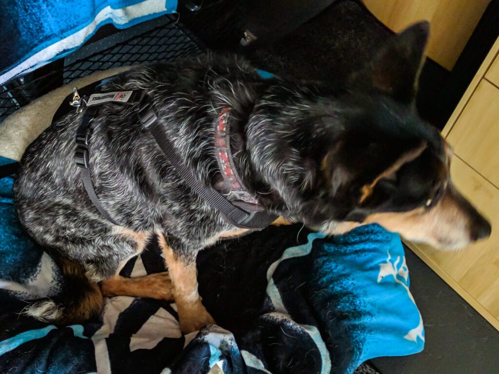The dog in her harness